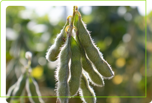 Imagem de detalhe Agrichem