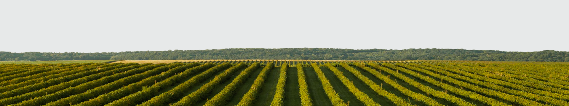 Fileiras de cultivo em uma plantação