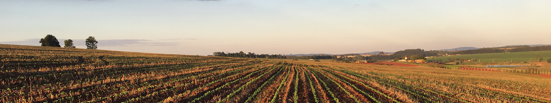 Plantação ao entardecer, Modelo de negócio