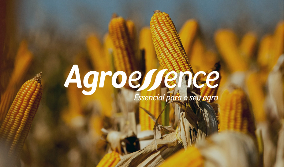 Agroessence, espigas de milho